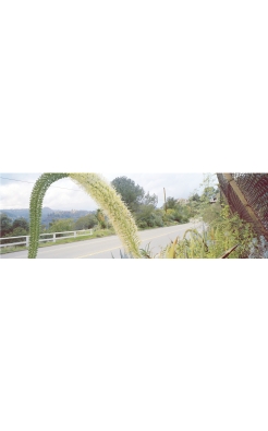 Mulholland near Runyon Canyon, Karen Halverson, 1991 Mulholland near Runyon Canyon, Karen Halverson, 1991