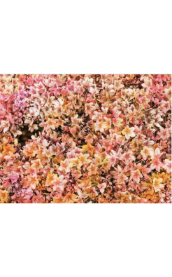 Trevor Paglen, Bloom, 2021