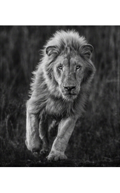 David Yarrow, Thor, 2018 David Yarrow, Thor, 2018