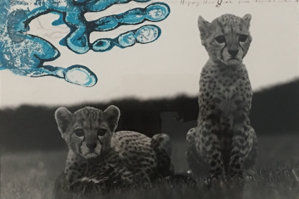 Orphaned Cheetah Cubs, Mweiga National Park, Kenya, for The End of the Game Orphaned Cheetah Cubs, Mweiga National Park, Kenya, for The End of the Game