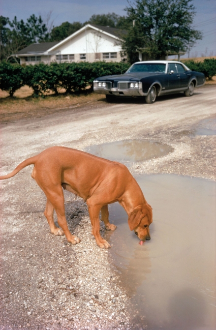 William Eggelston, Algiers, LA William Eggelston, Algiers, LA