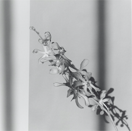 Robert Mapplethorpe, Orchid, 1980 Robert Mapplethorpe, Orchid, 1980