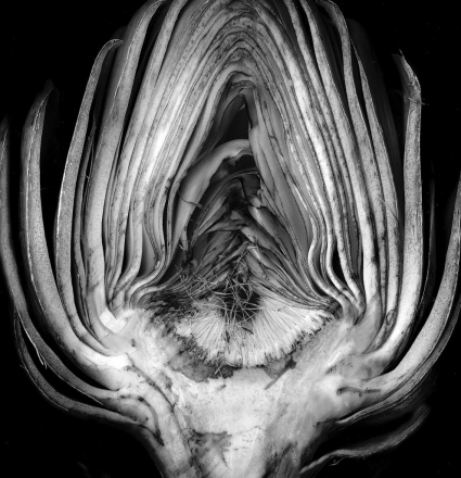 Edward Weston, Artichoke Halved Edward Weston, Artichoke Halved